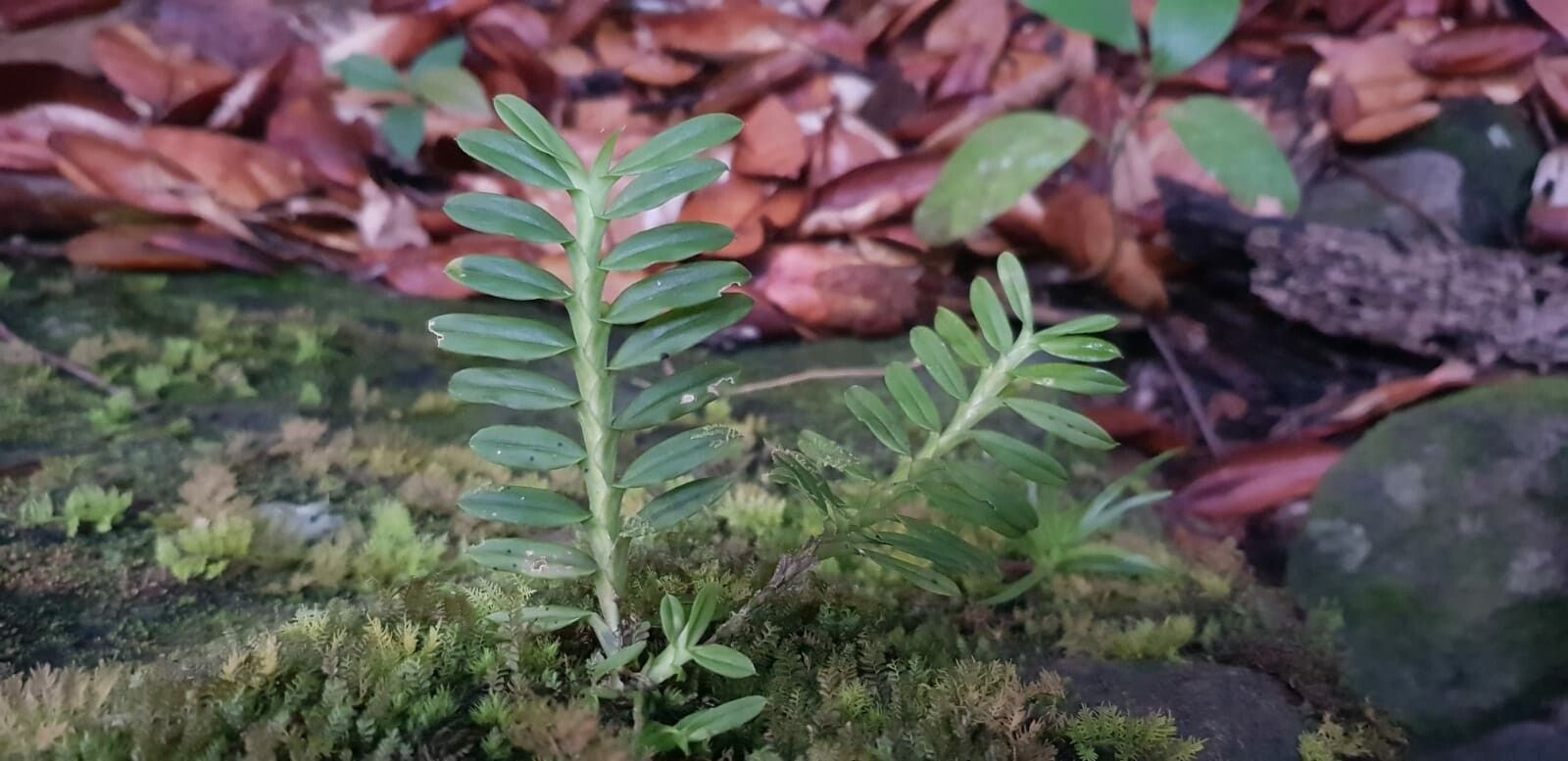 Dichaea trinitensis — houseplant care guide