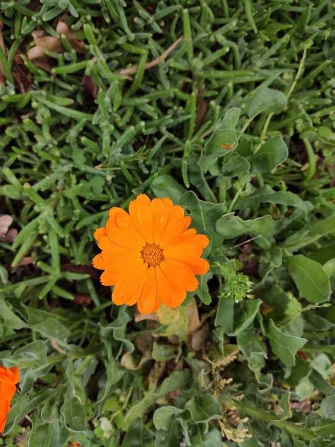 Calendula algeriensis flower