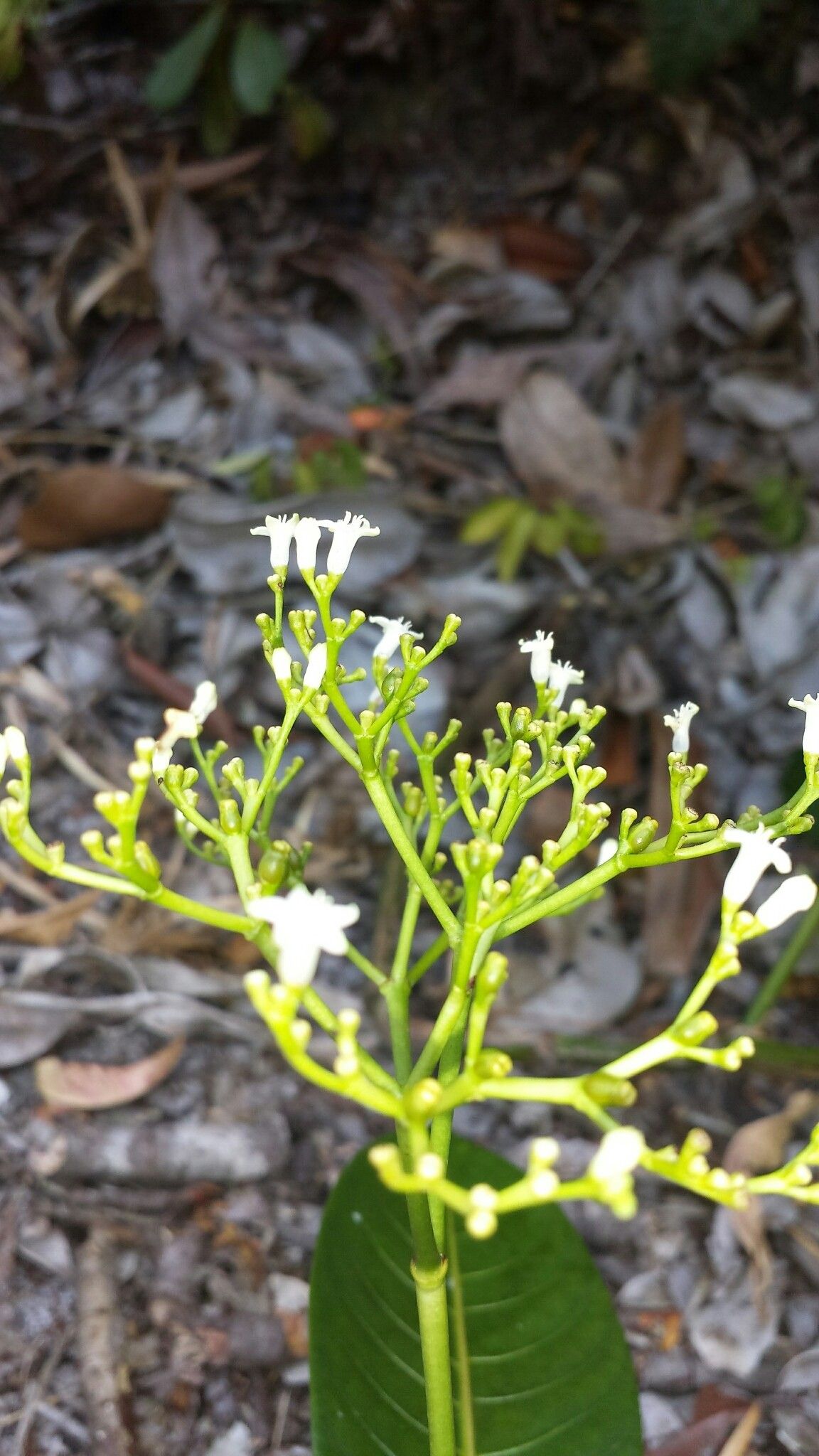 Psychotria lantzii flower