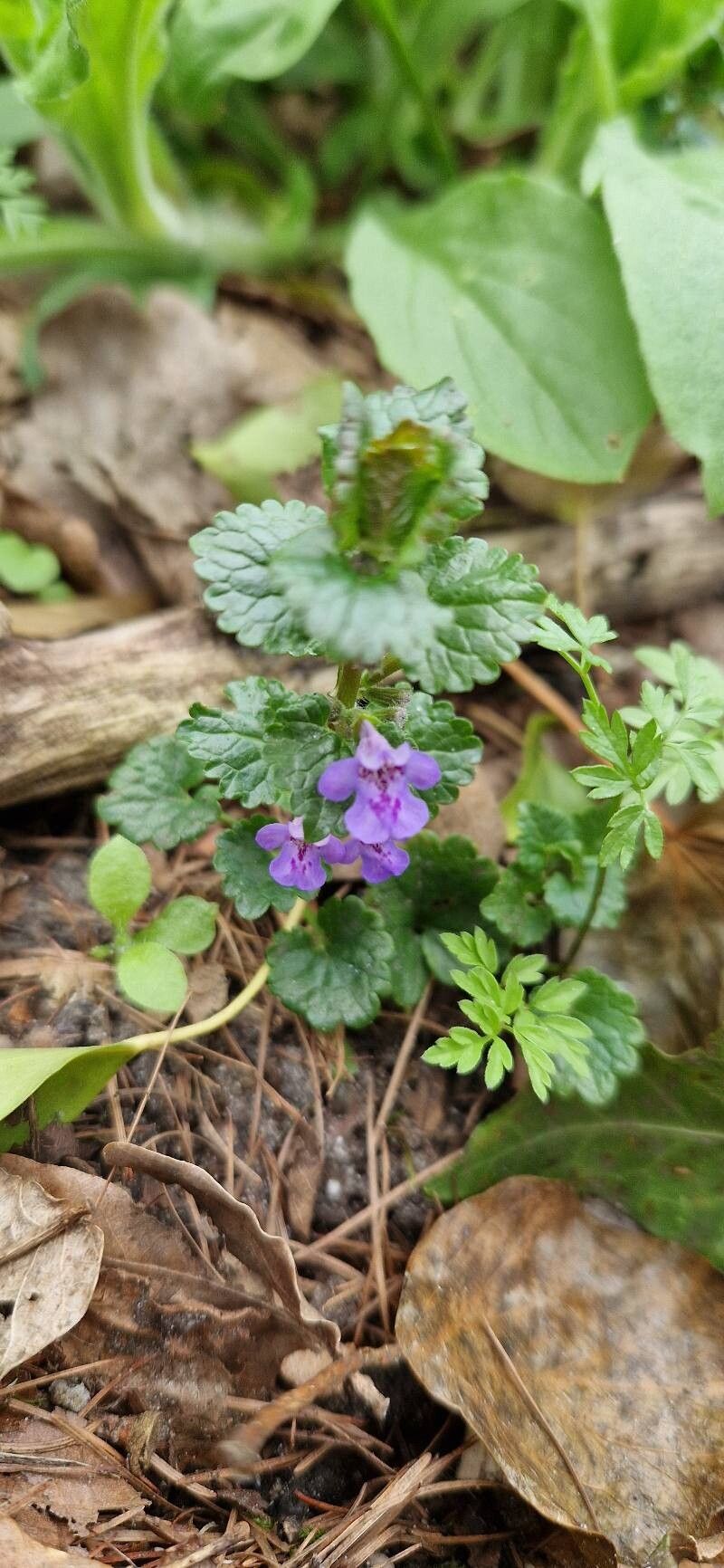Glechoma sardoa flower