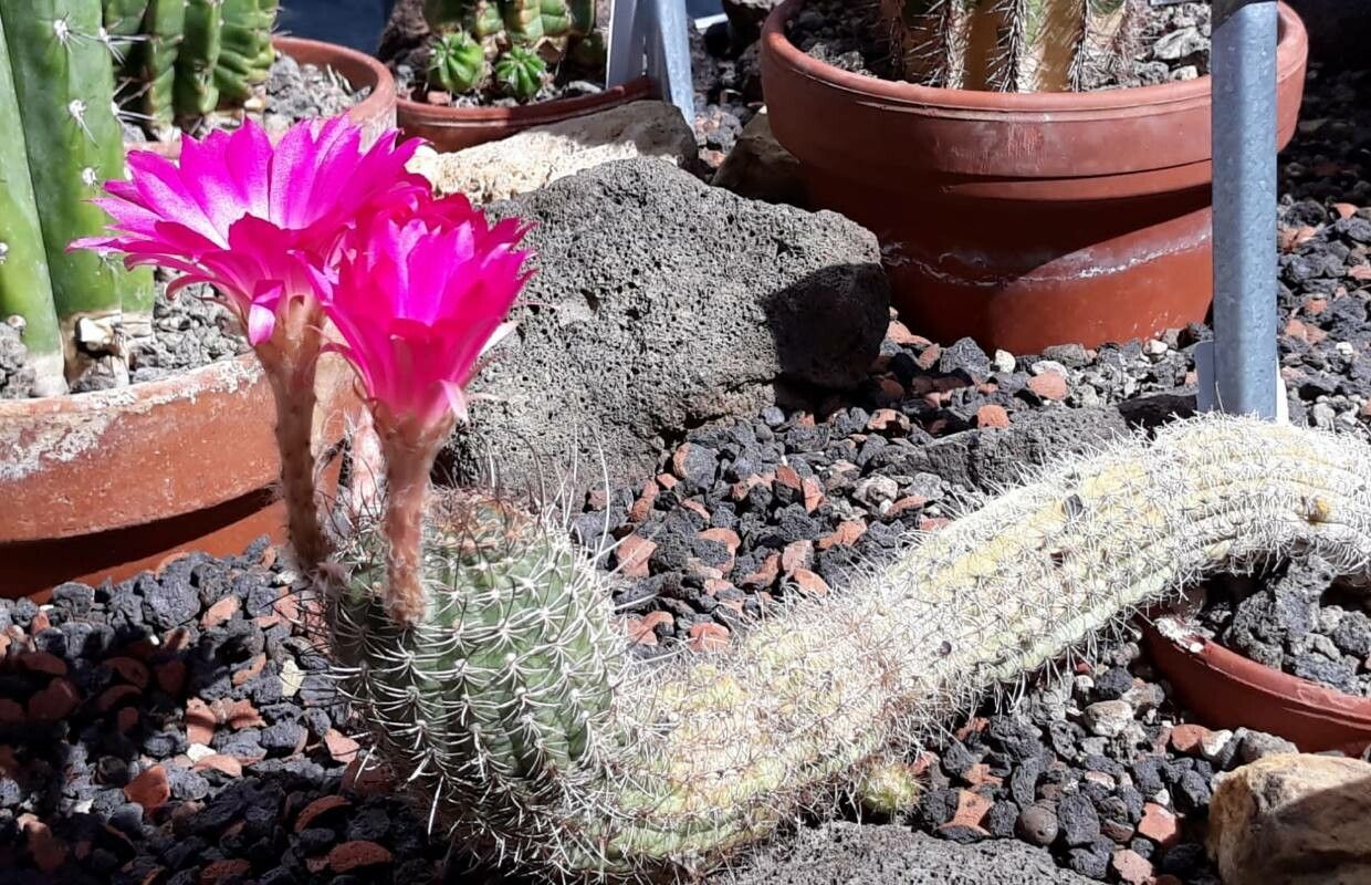 Echinopsis backebergii habit