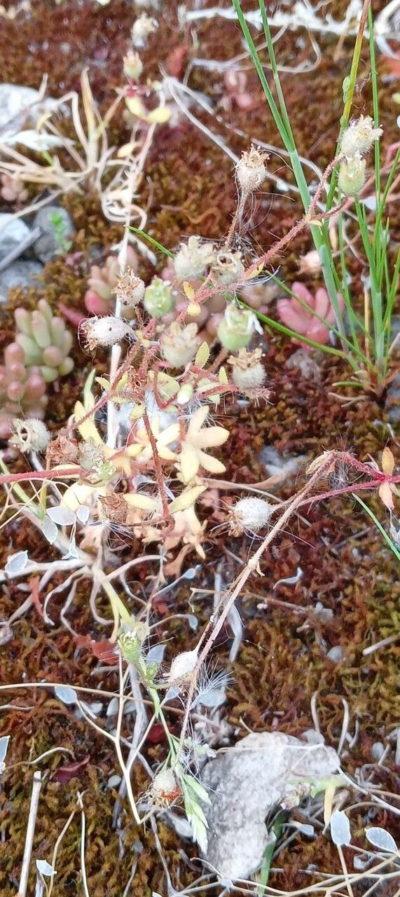 Saxifraga tridactylites fruit