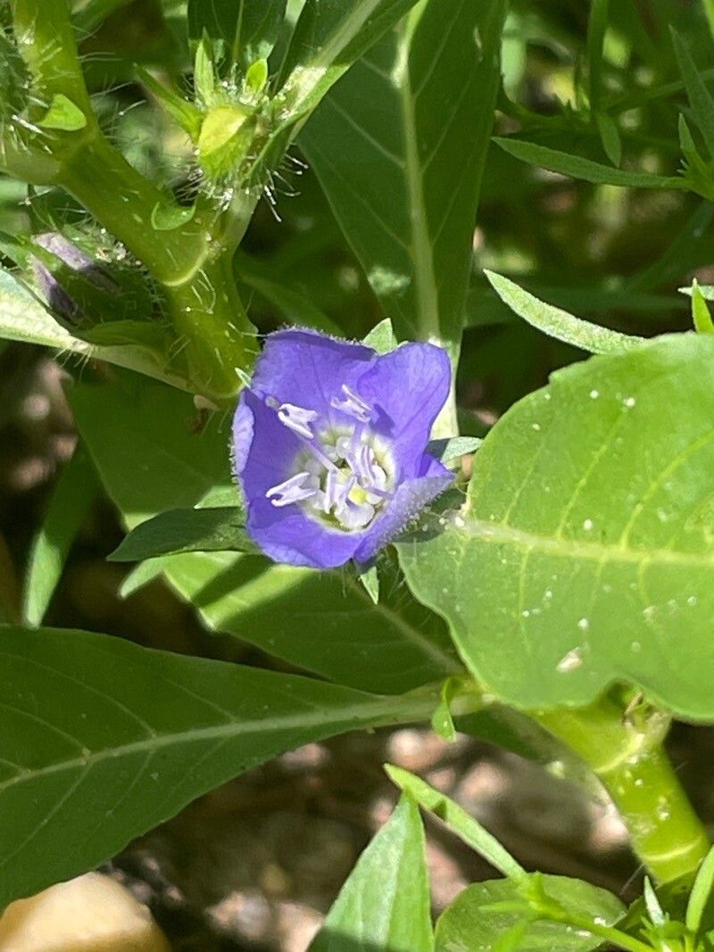 Hydrolea quadrivalvis — search result for 'Alabama'