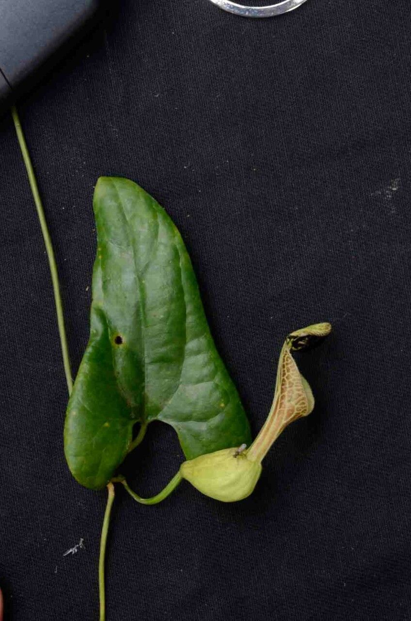 Aristolochia arcuata flower