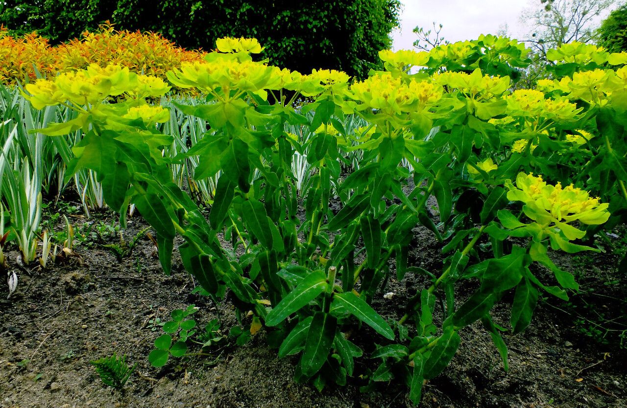 Euphorbia pilosa habit