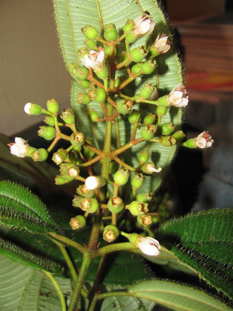 Miconia desmantha other
