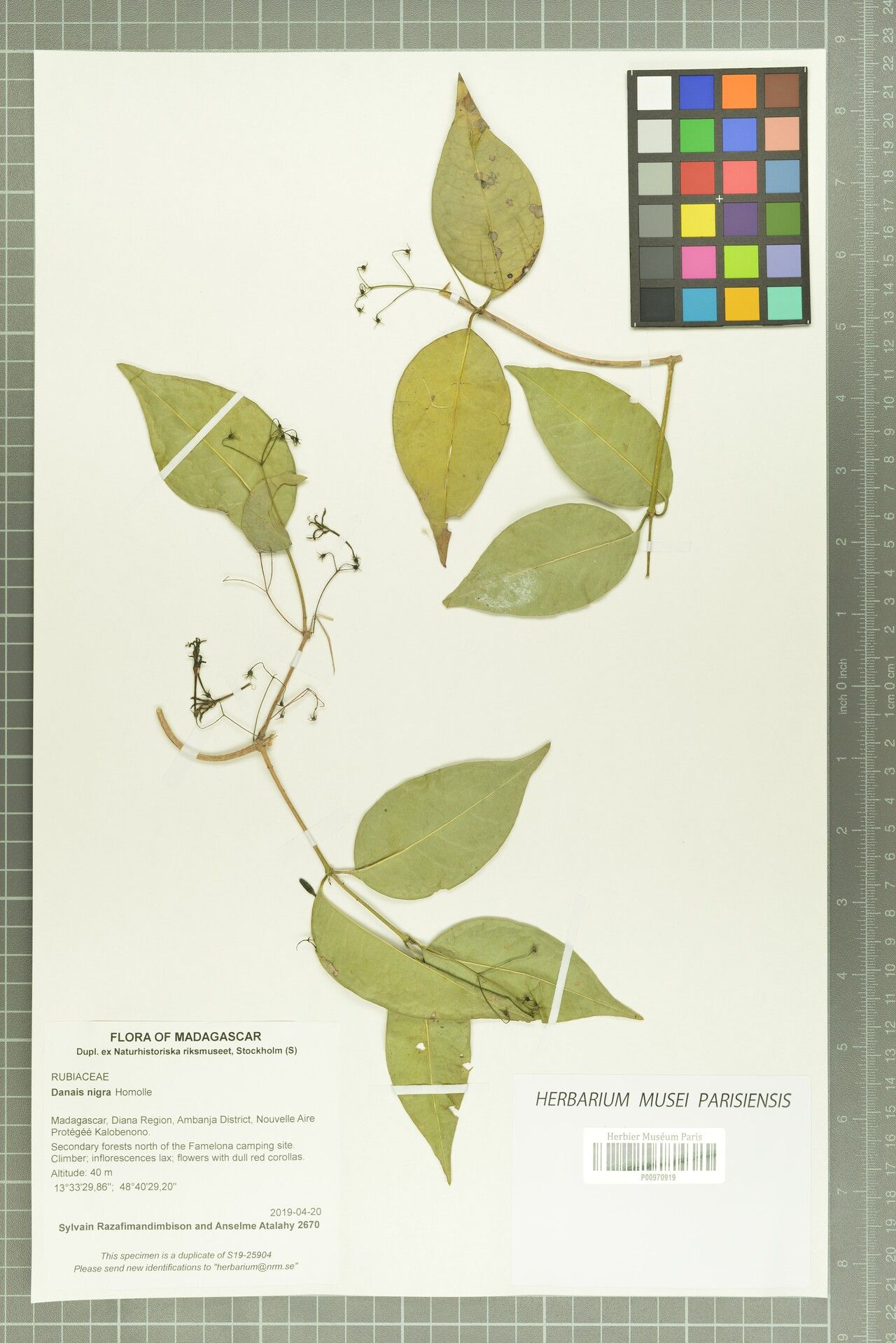 Danais nigra — houseplant care guide