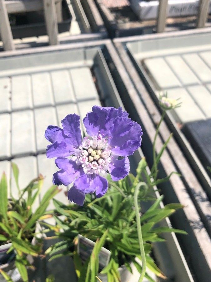 Lomelosia caucasica flower