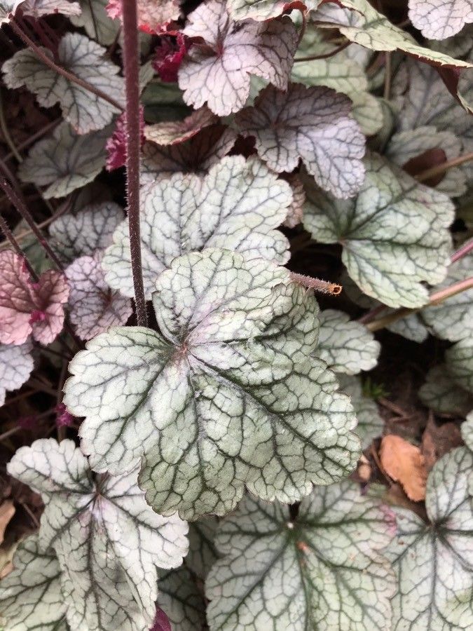 Heuchera americana fruit