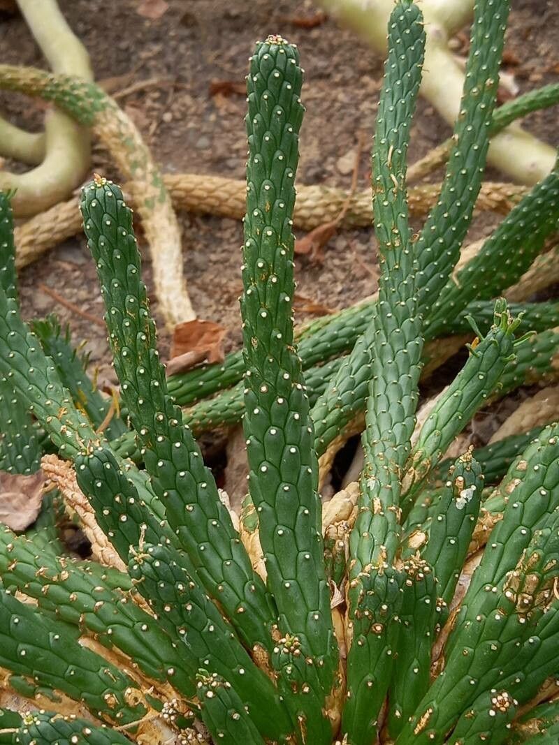 Euphorbia caput-medusae leaf