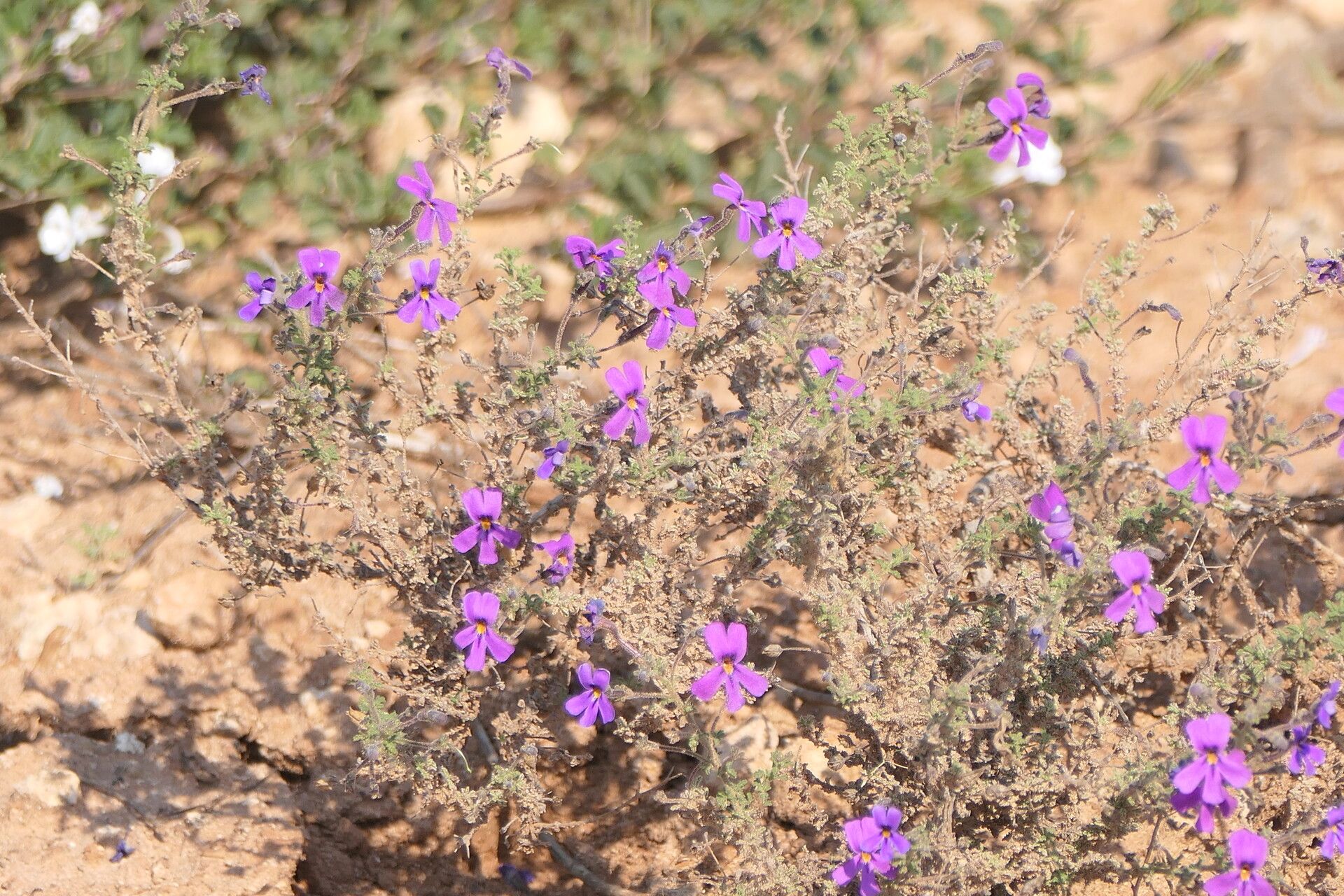 Jamesbrittenia microphylla habit