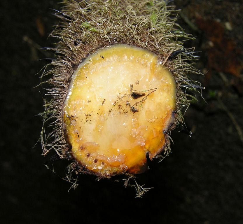 Alsophila cuspidata fruit