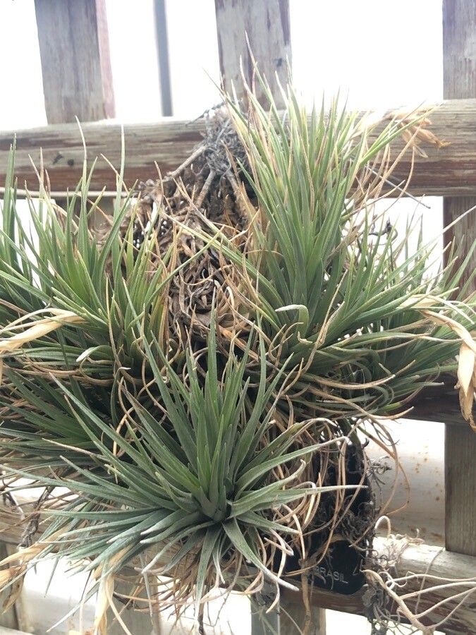 Tillandsia seideliana — houseplant care guide