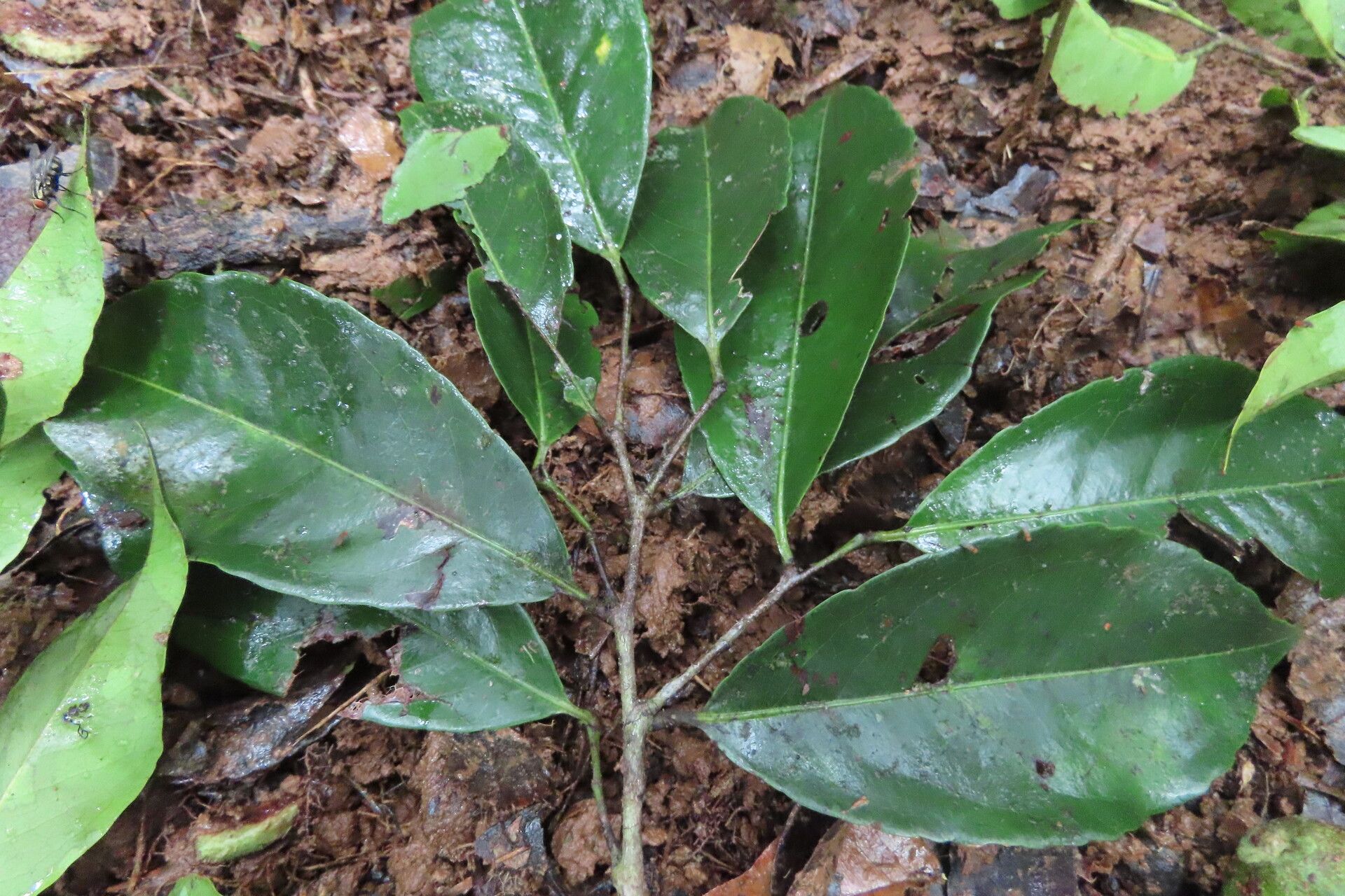 Sacoglottis trichogyna — houseplant care guide