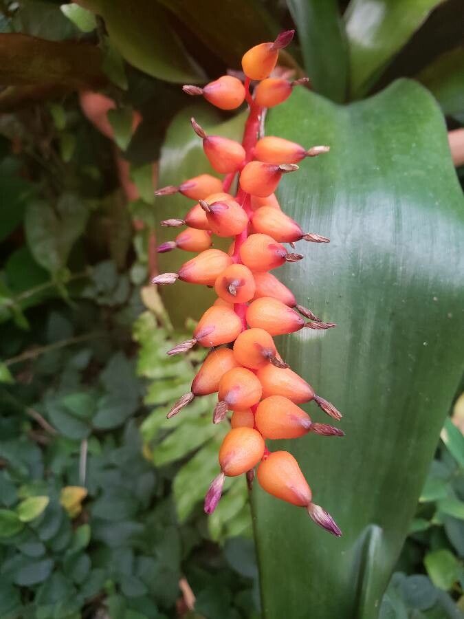 Aechmea warasii fruit