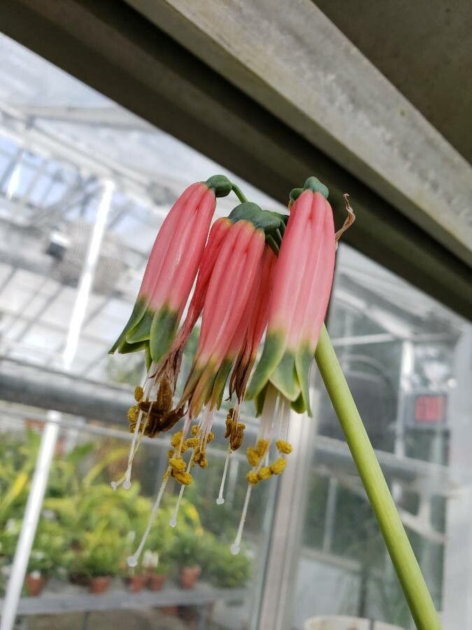 Phaedranassa dubia flower