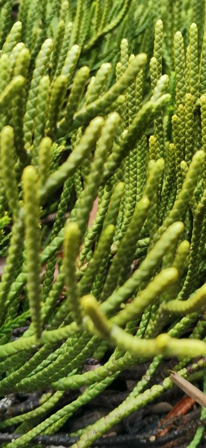 Veronica lycopodioides — houseplant care guide