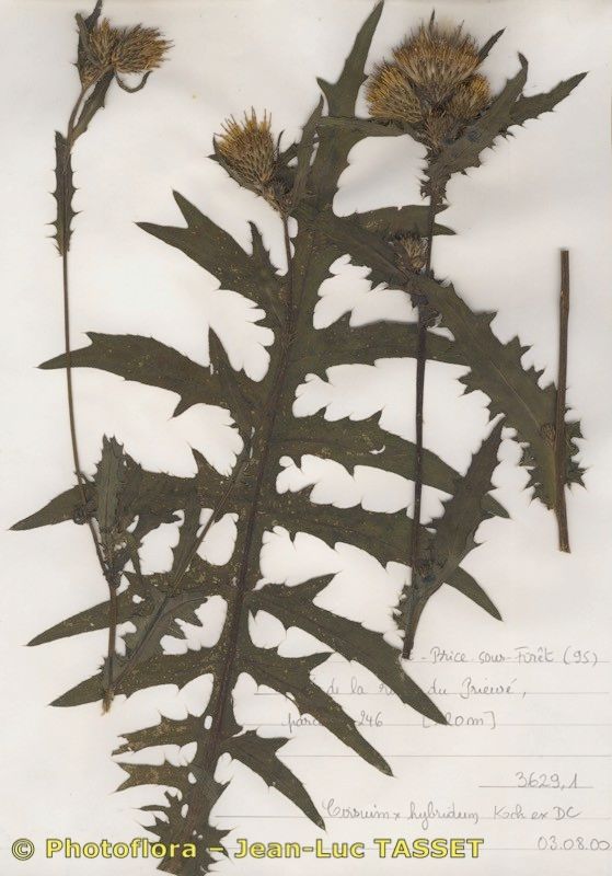 Cirsium x hybridum — search result for 'Cirsium'