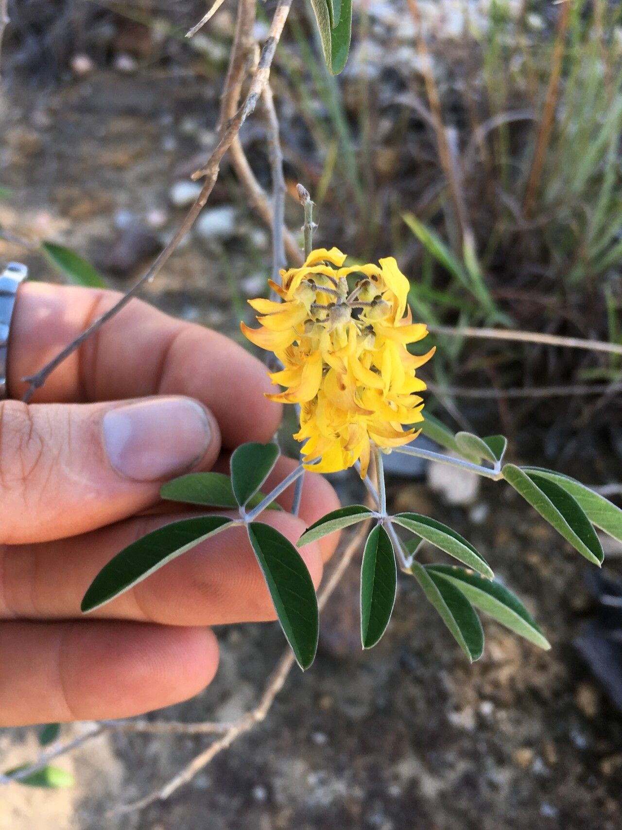 Crotalaria decaryana flower