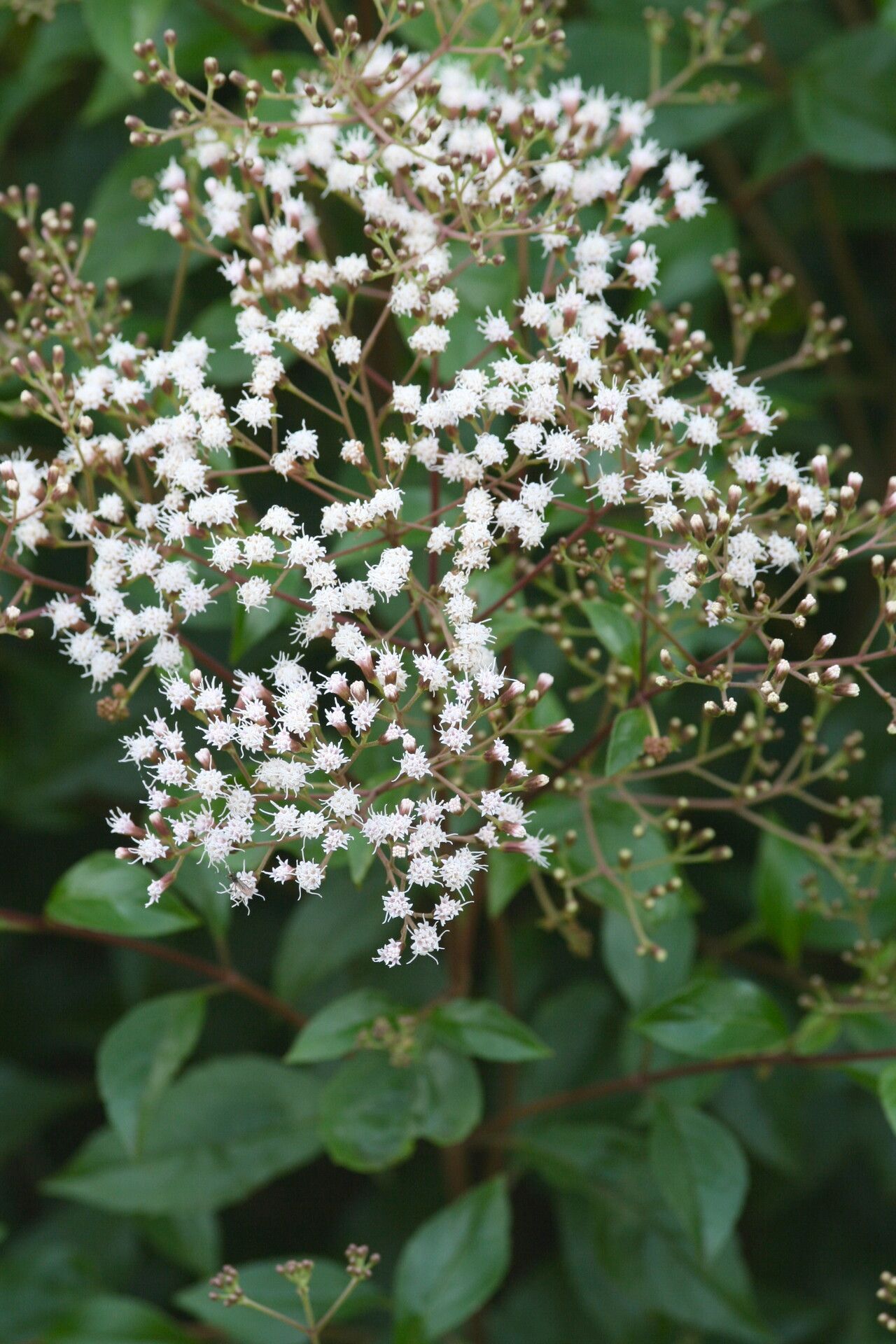 Ageratina ligustrina flower