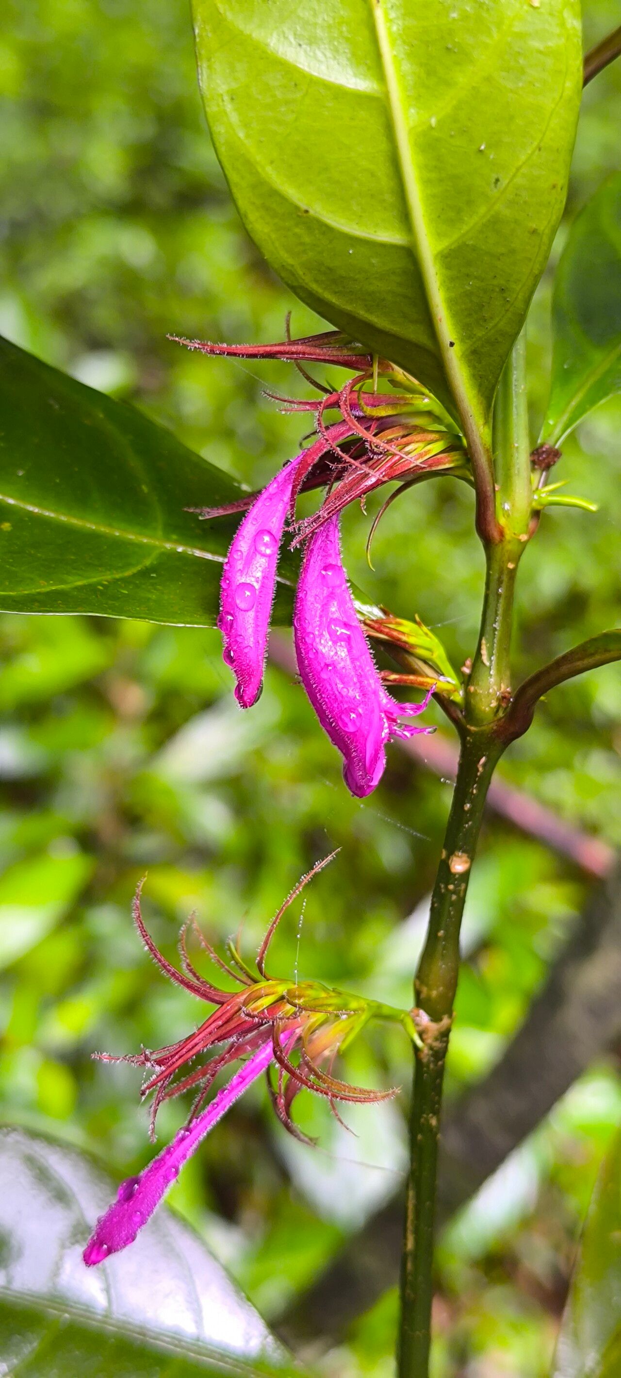 Hypoestes comosa habit