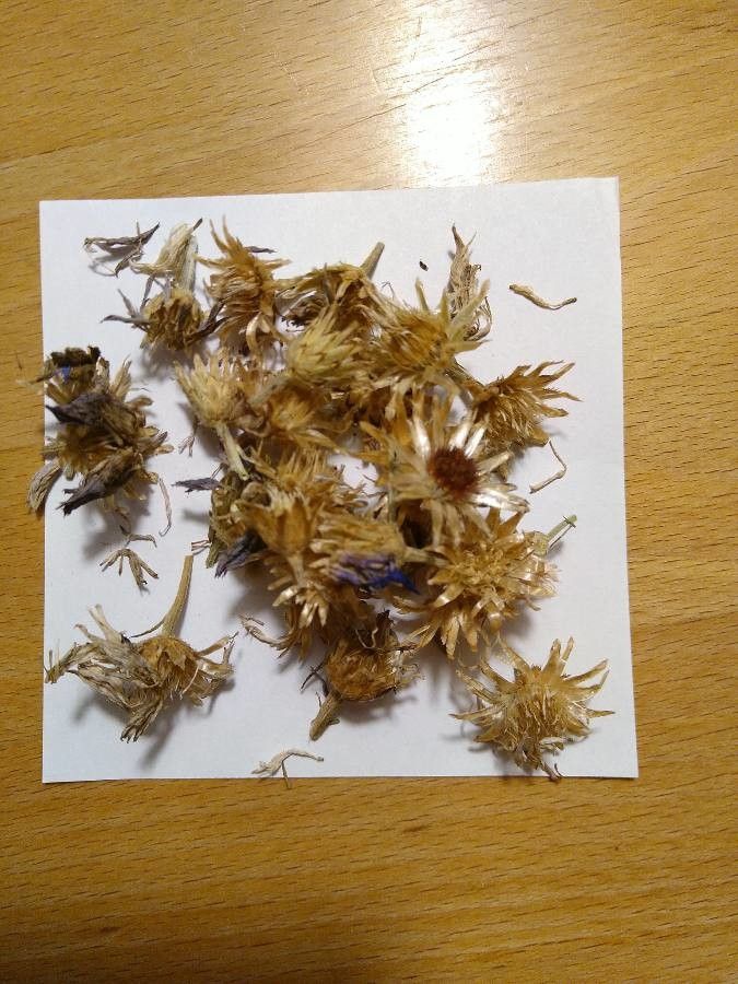 Centaurea cyanifolia fruit