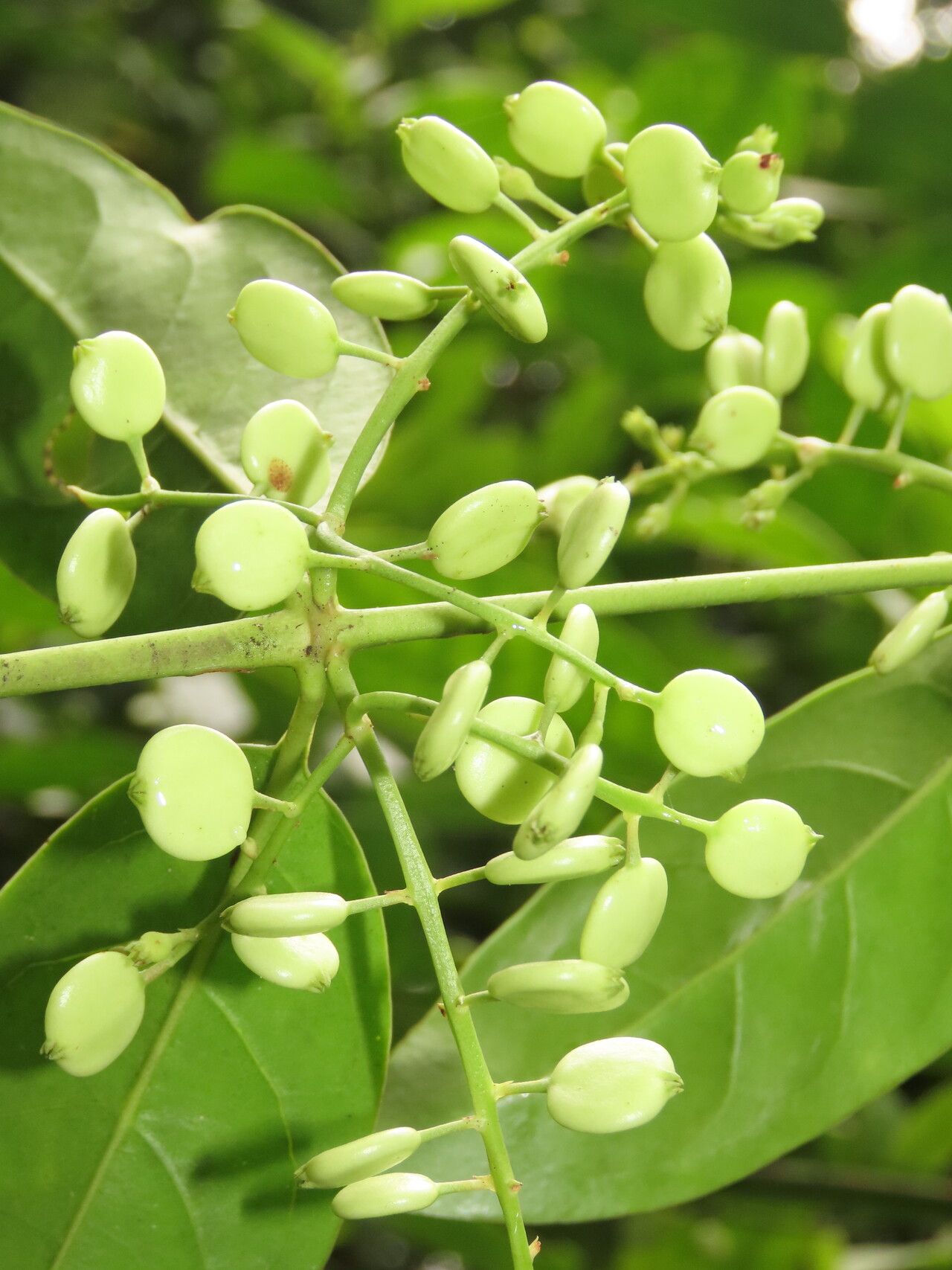 Chiococca belizensis fruit