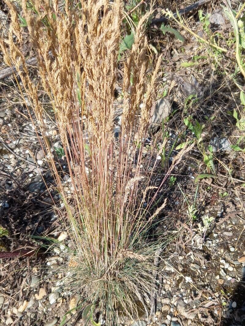 Festuca filiformis flower