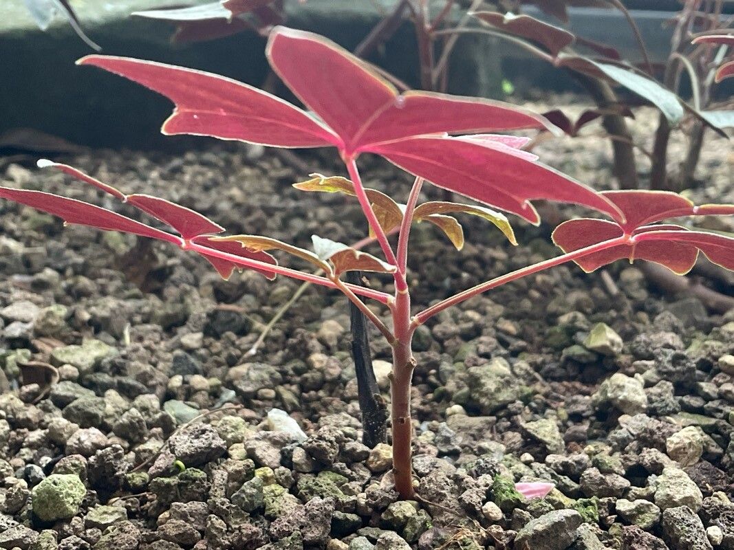 Oxalis ortgiesii habit