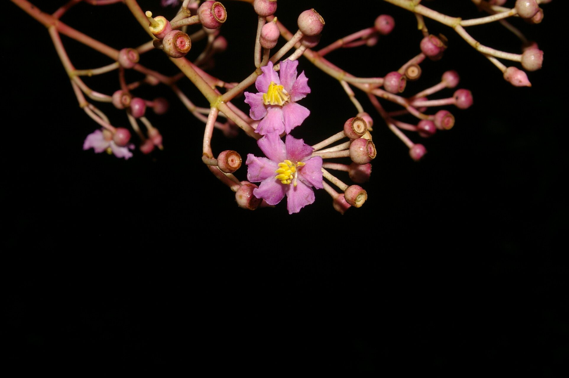 Miconia rhodopetala flower