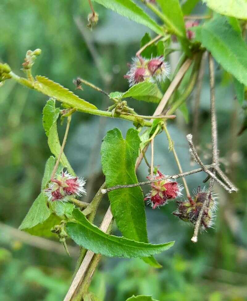 Tragia volubilis fruit