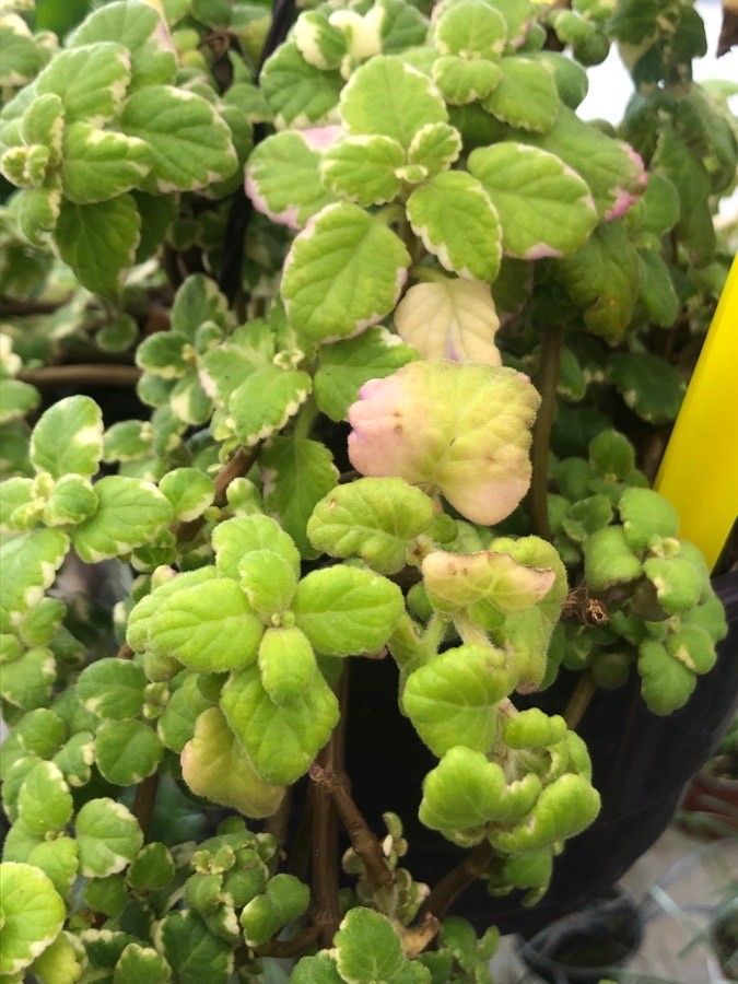 Coleus paniculatus leaf