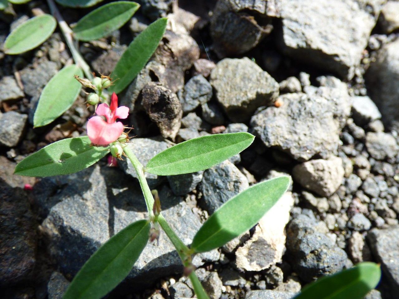 Indigofera linifolia — search result for 'Sudan'
