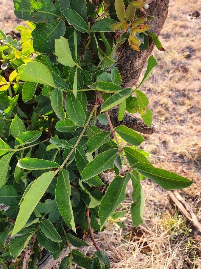 Sclerocarya birrea — search result for 'southern Africa'