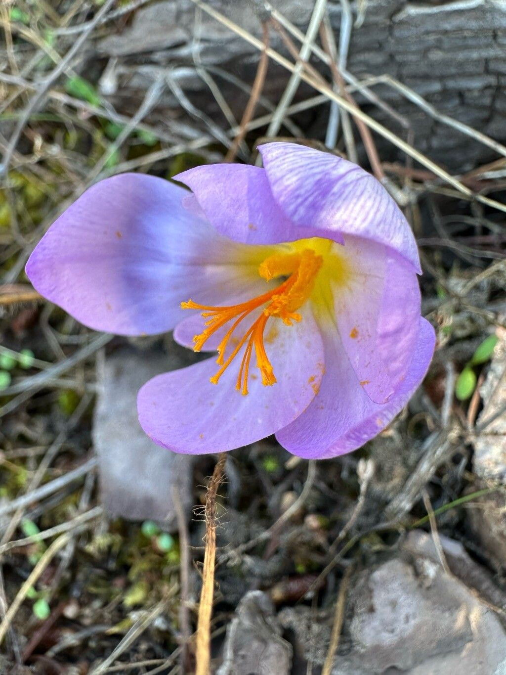 Crocus autumnalis flower