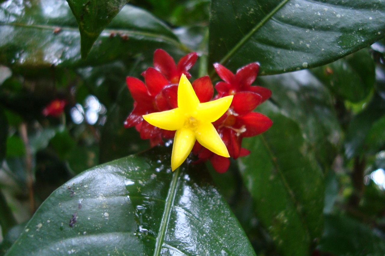 Psychotria nuda — houseplant care guide