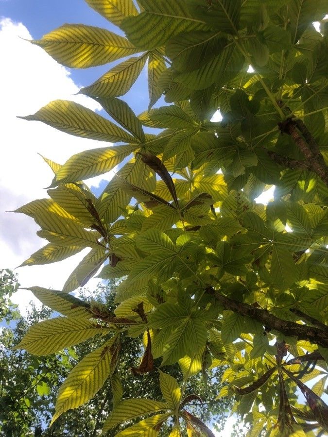 Aesculus turbinata — search result for 'Aesculus'