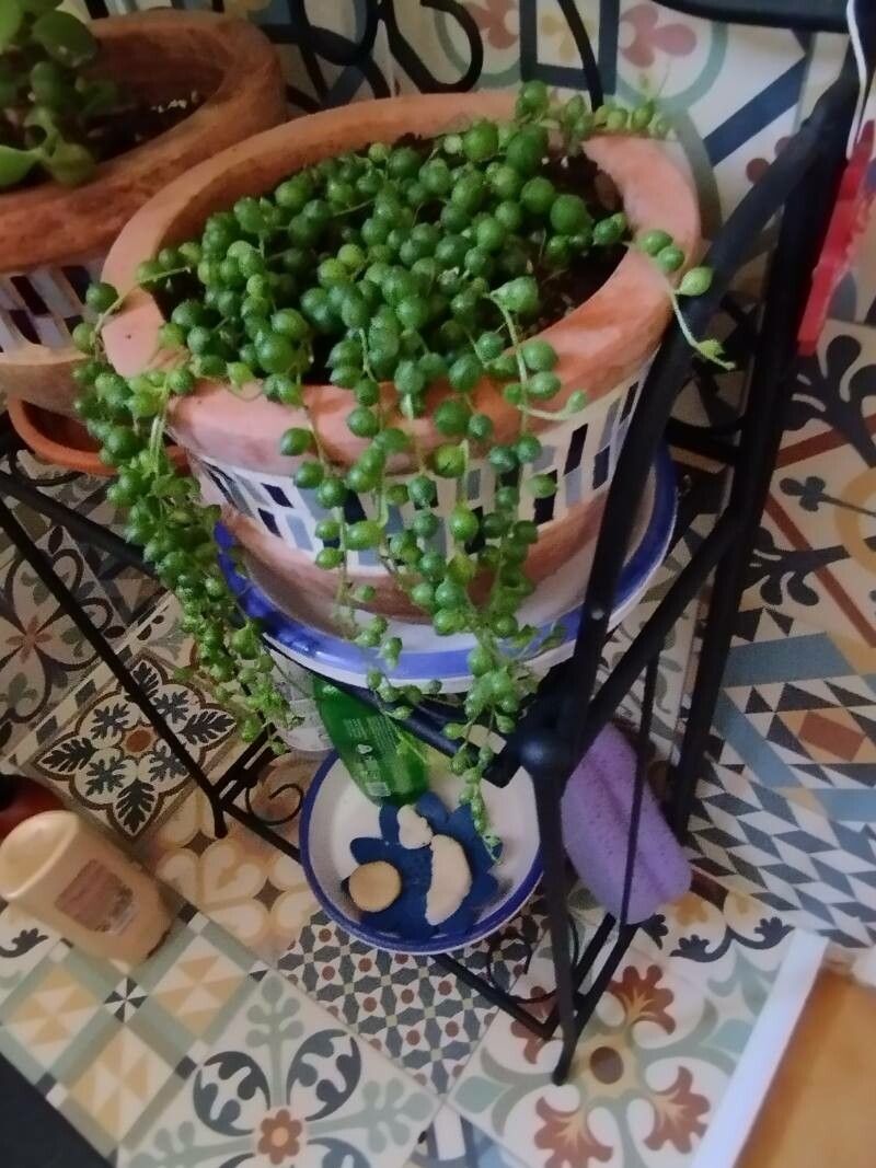 Senecio eriopus — houseplant care guide