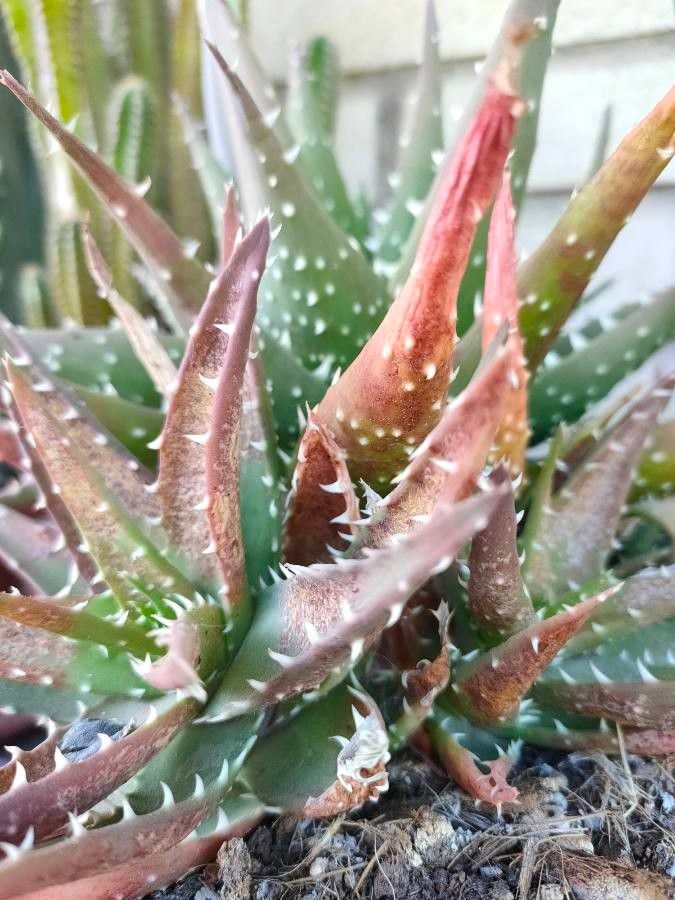 Aloe melanacantha habit