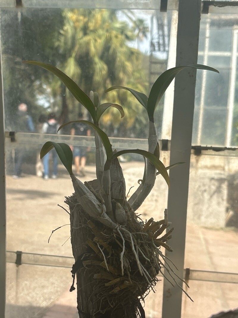 Vanilla × tahitensis — houseplant care guide