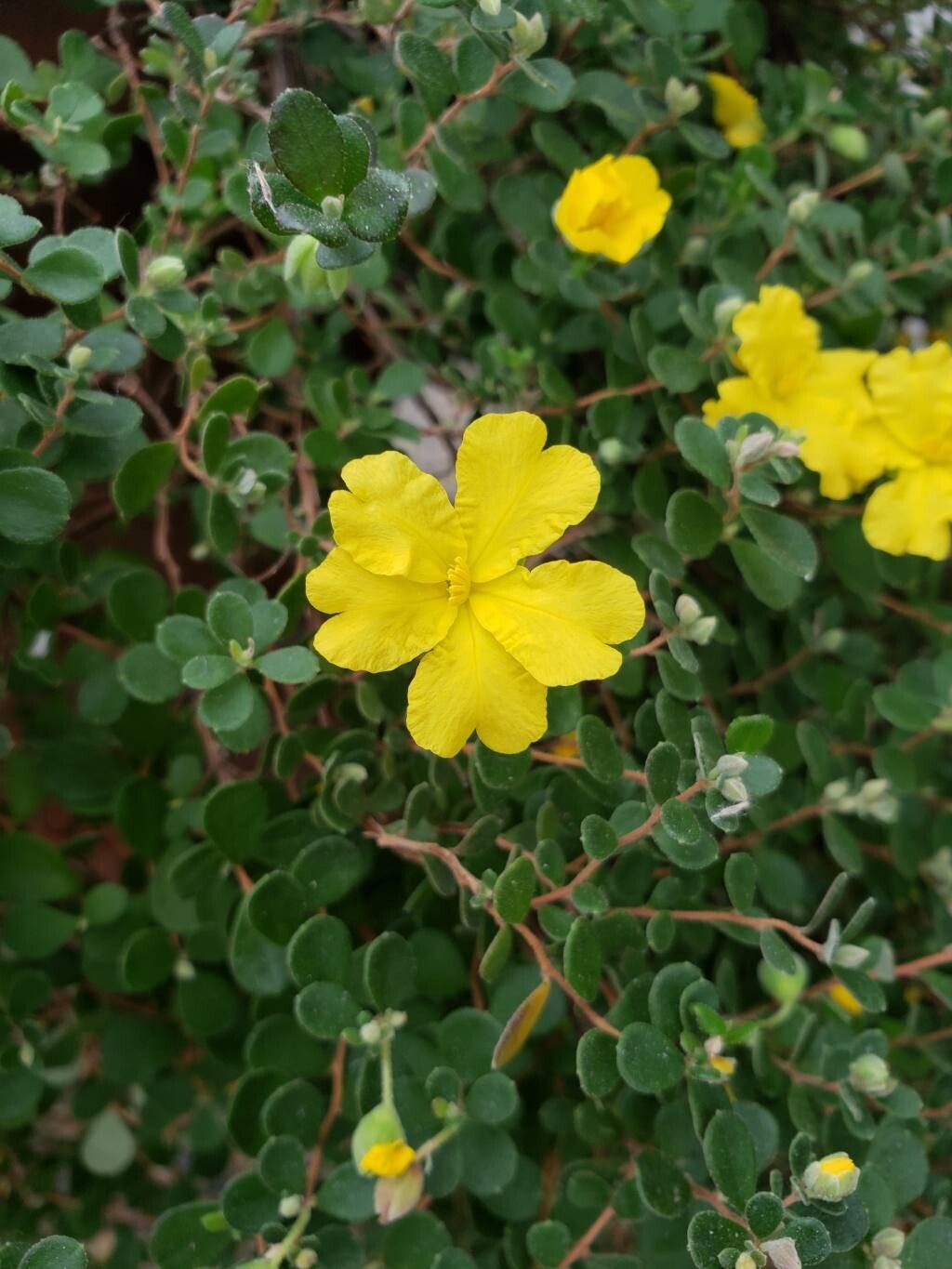 Hibbertia aspera flower