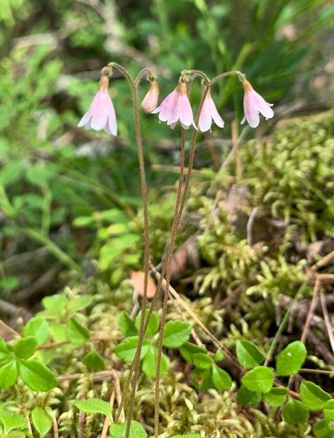 Linnaea borealis flower