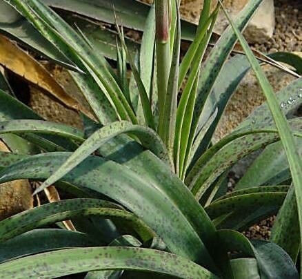 Agave maculata habit