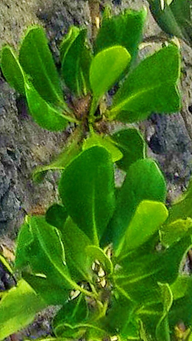 Ceriops australis — related species from the same genus