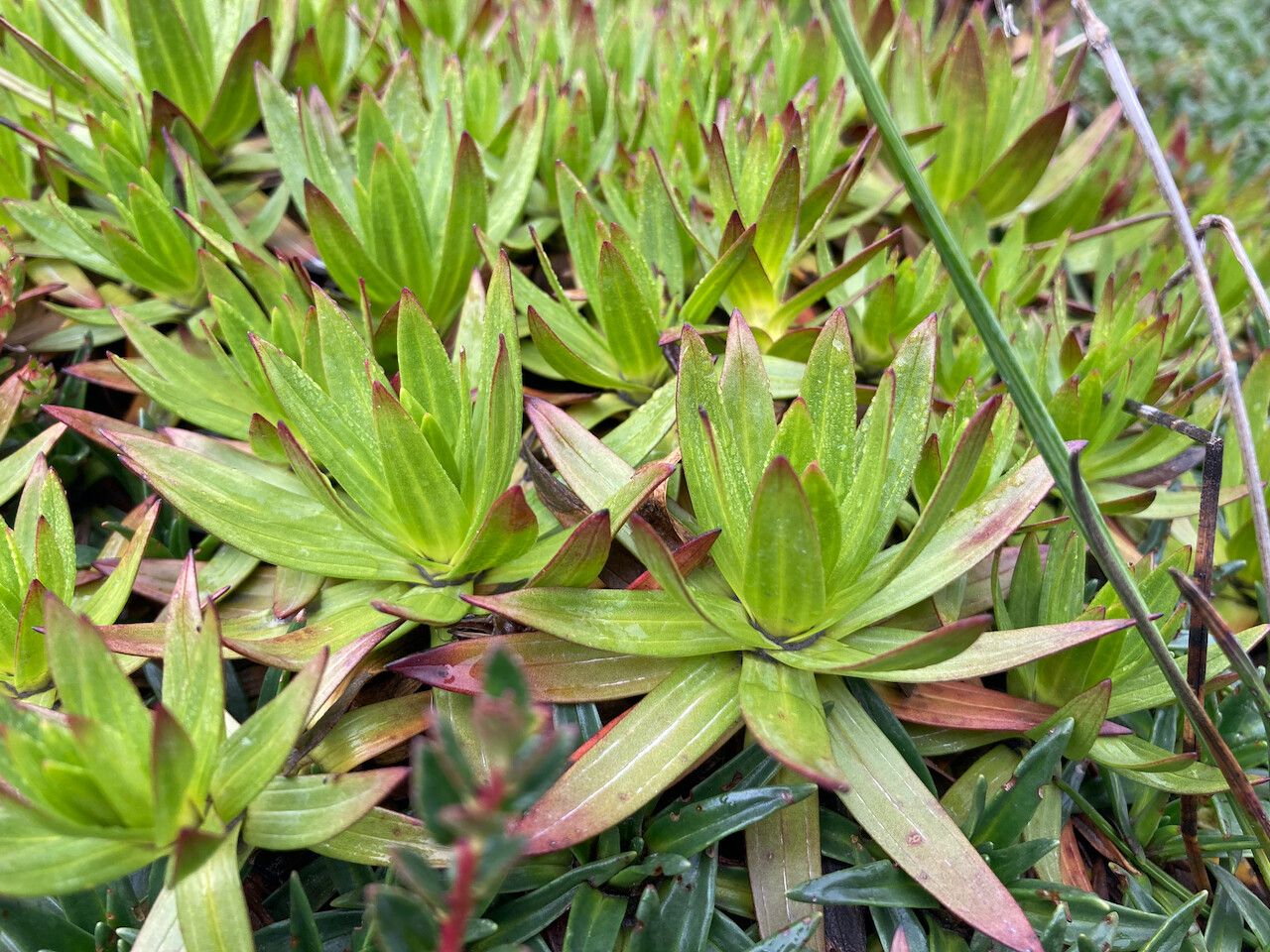 Gentianella selaginifolia leaf