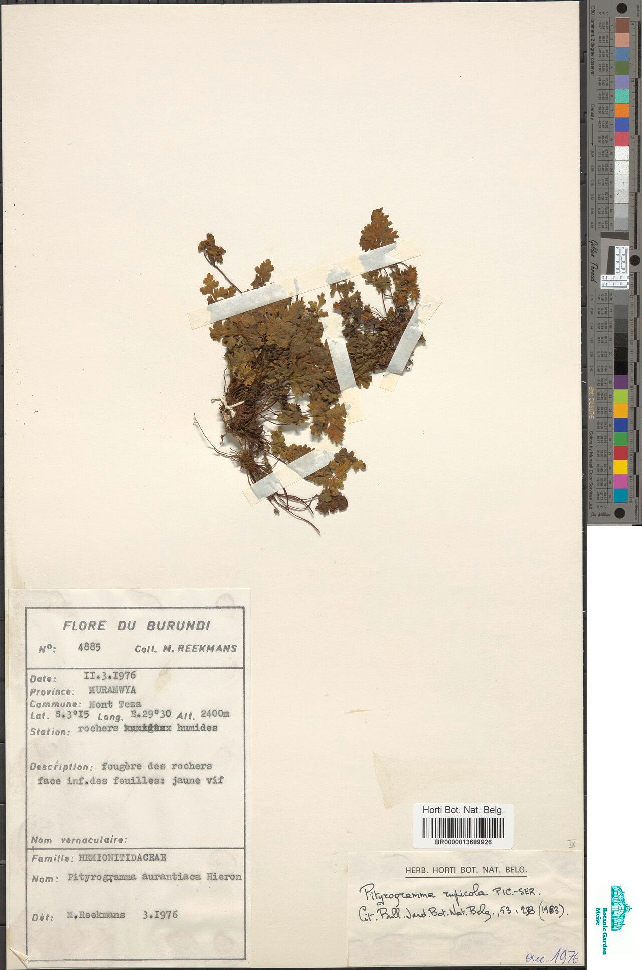 Pityrogramma rupicola — search result for 'Pityrogramma'