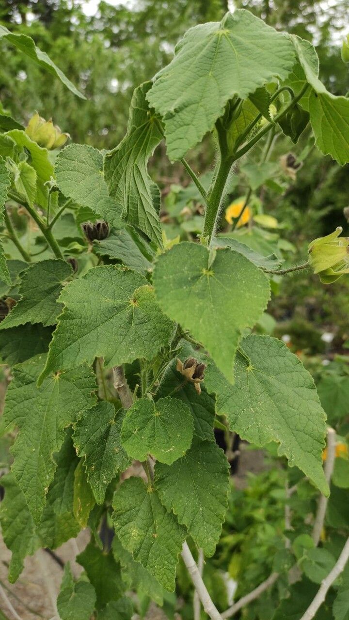 Abutilon mollissimum — search result for 'Abutilon'