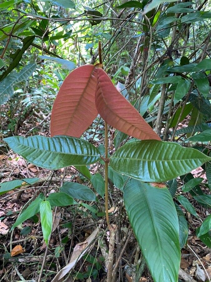 Myrcia maximiliana — houseplant care guide