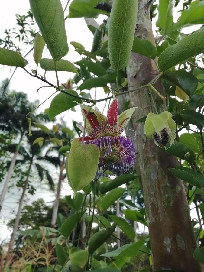 Passiflora maliformis flower