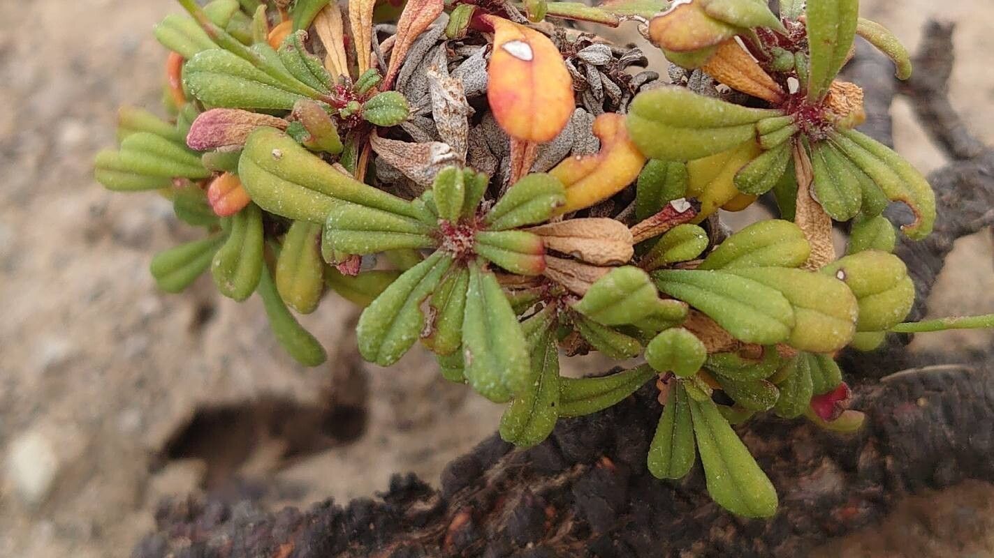 Limonium pontium leaf